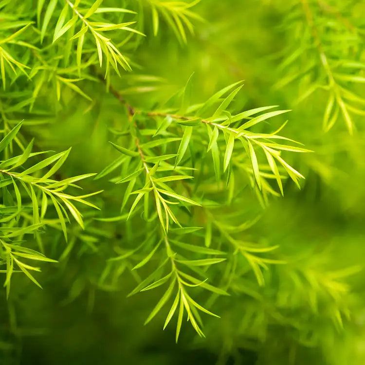 TEA TREE – Act of Caring